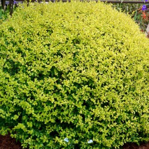 Саженец бирючины Овальнолистной