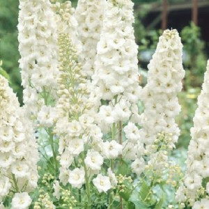 Саженец дельфиниума Галахад (Galahad)