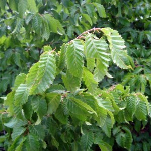 Саженец граба Виргинского ( от 15 см)