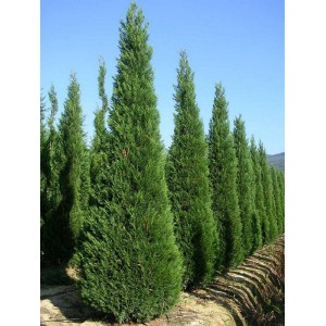 Сеянец кипарисовика Лейланда (10-25 см)