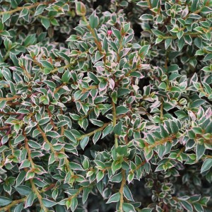 Саженец кизильника горизонтального Вариегатус (Variegatus)