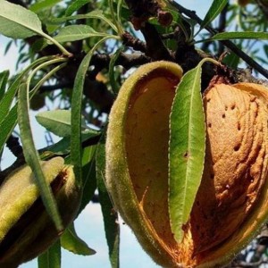 Саженцы Миндаля Комплект из 3 саженцев Миндаля Никитского