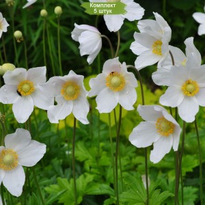 Луковицы анемоны Лесная -  комплект 5 шт.
