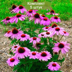 Саженцы эхинацеи пурпурной Элтон Найт (Elton Knight) -  комплект 5 шт.