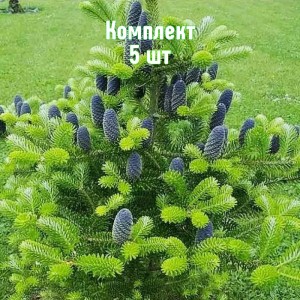 Комплект 5шт / Ель Корейская 40-60 см