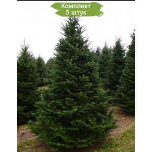Саженцы Ели Сибирской до 1 метра -  комплект 5 шт.