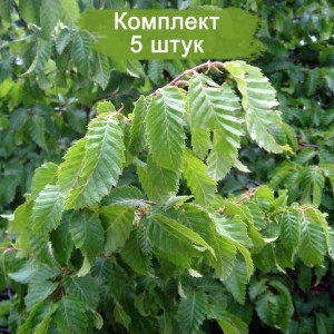 Сеянцы граба Виргинский ( 10-15 см) -  комплект 5 шт.