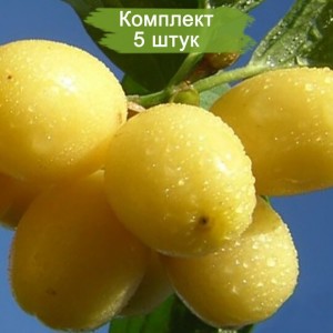 Саженцы кизила Буковинский -  комплект 5 шт.