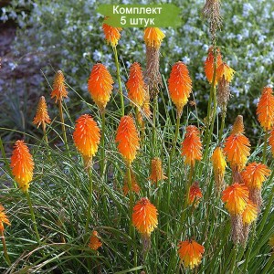 Саженцы книфофии ягодной Эскимо -  комплект 5 шт.