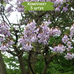 Саженцы павлонии катальполистной -  комплект 5 шт.