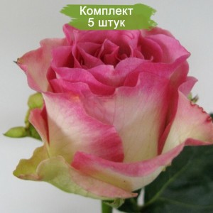 Саженцы чайно-гибридной розы Малибу (Malibu) -  комплект 5 шт.