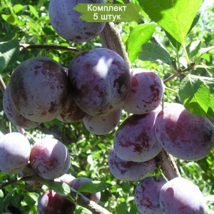 Саженцы средней фиолетовой сливы Богатырская -  комплект 5 шт.