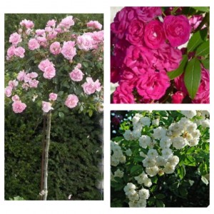 Саженцы штамбовых роз (3 шт. ): Боника, Динки, Франсин Остин