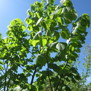 Саженец липы Кавказской 40-60 см