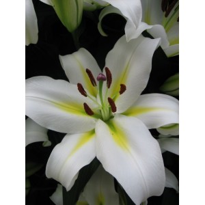 Луковица лилии Кокосса