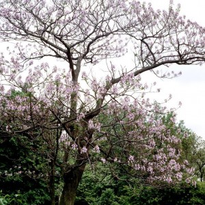 Саженец павлонии Элонгата (Elongata)