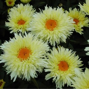 Саженец ромашки (нивяник) Голдрауш