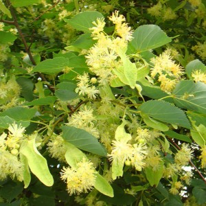 Сеянец липы Мелколистной ( 10-20 см)