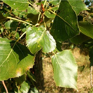 Сеянец тополя Чёрного ( до 20 см)