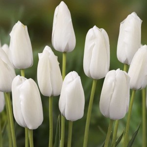 Луковица тюльпана Альбатрос (Albatros)