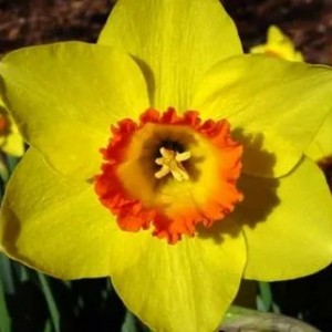 Луковица нарцисса Пинза (Pinza) 