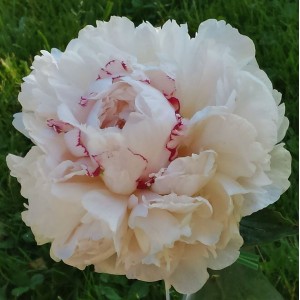 Саженец пиона Rose Marie Lins (Роз Мари Линс )