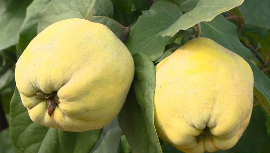 Айва грушевидная Подарочная