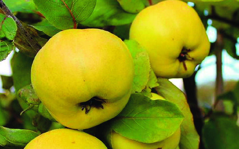 Айва яблоковидная Съедобная