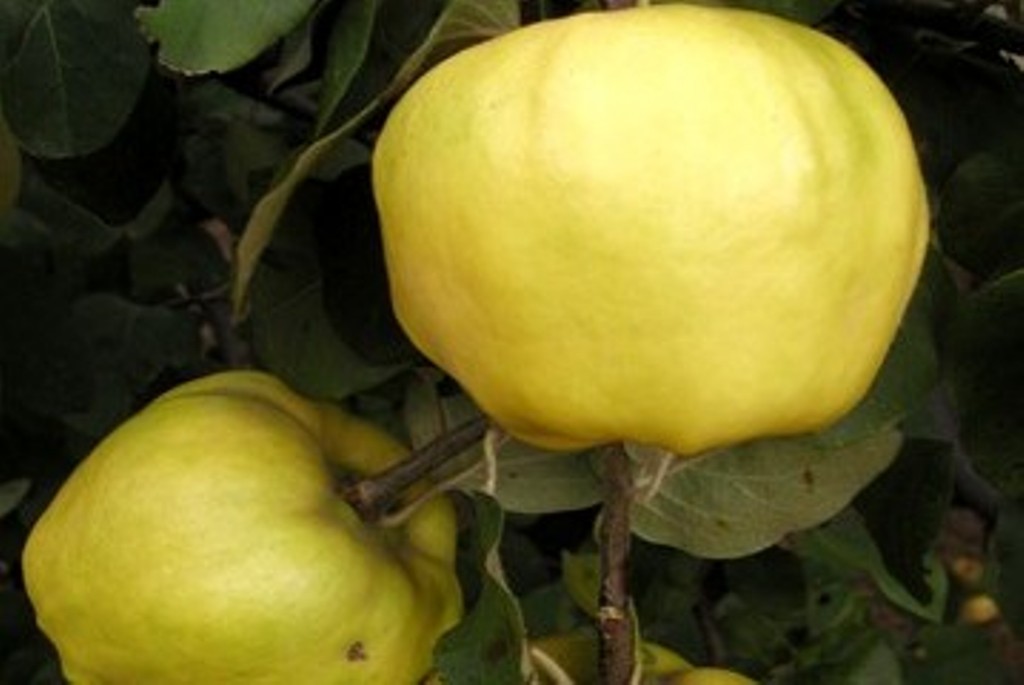 Айва яблоковидная Сказочная