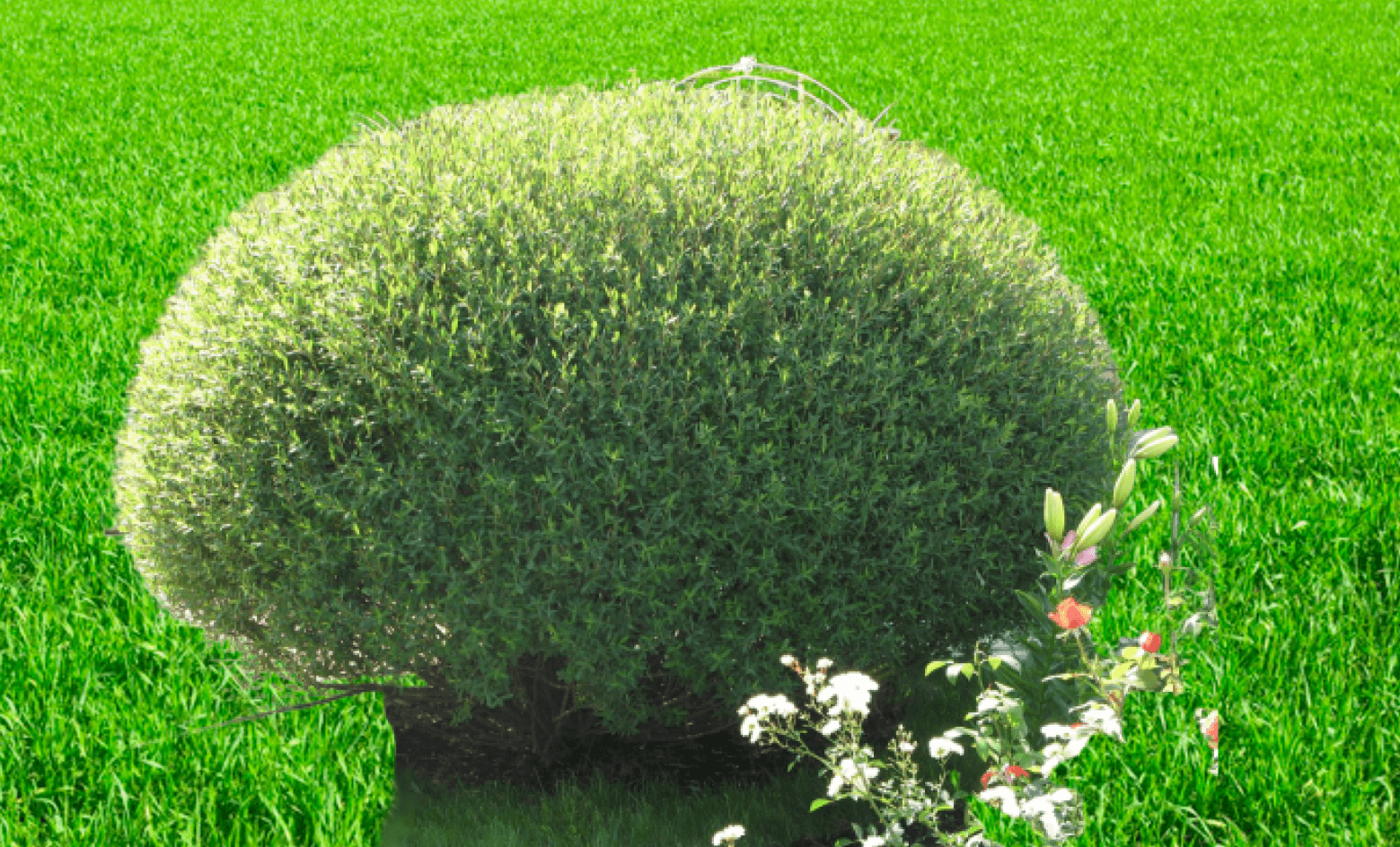 Саженец ивы шаровидной Карлик