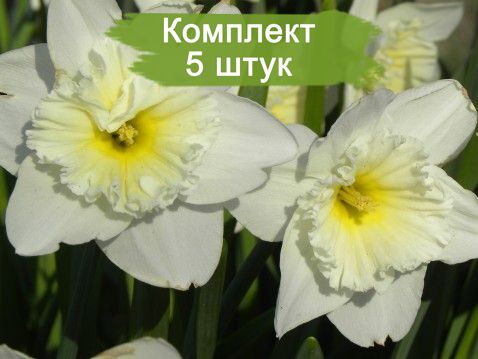Луковицы белого нарцисса Айс Фоллис (Ice Follies) -  комплект 5 шт.