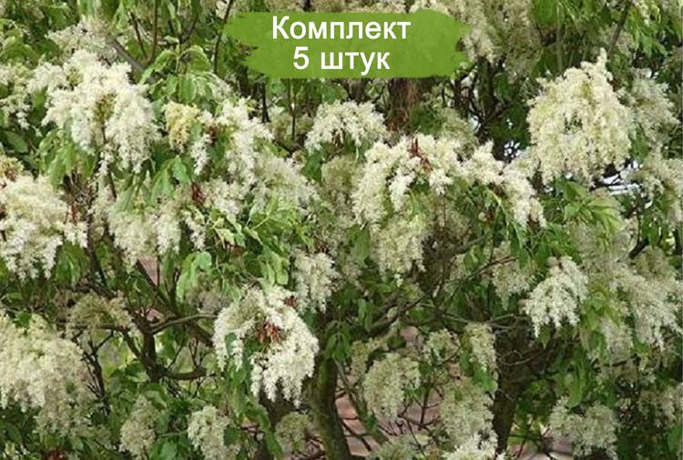 Саженцы ясеня Белого (100-150 см) -  комплект 5 шт.