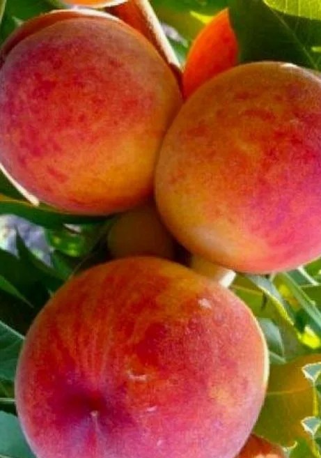 Персик Дикрас