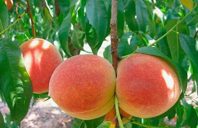 Персик Этюдный