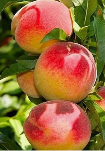 Персик Снакр