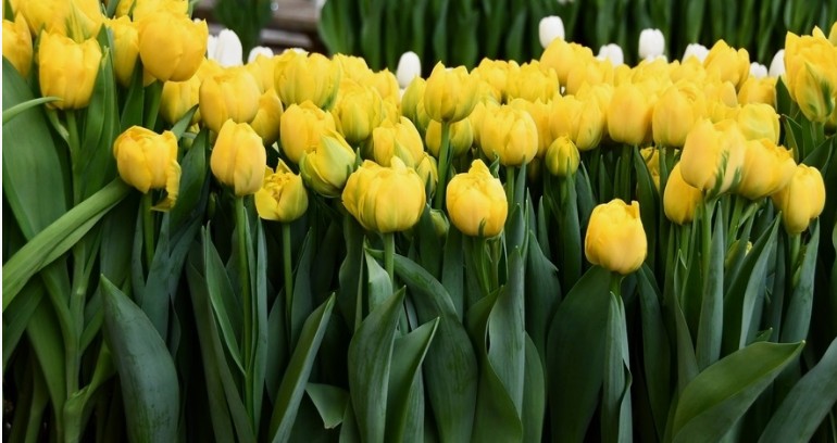 Тюльпан Дабл Трабл (double trouble)