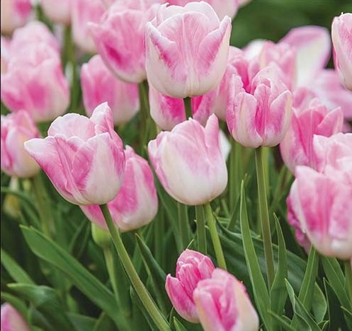 Тюльпан Ферст Класс (First Class)