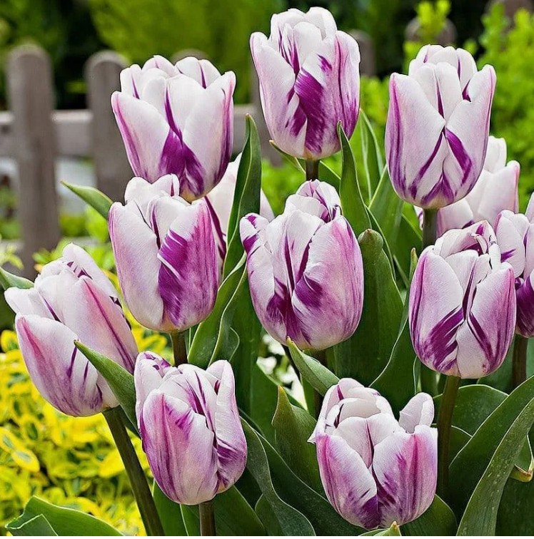 Тюльпан Флеминг Флаг (Flaming Flag)