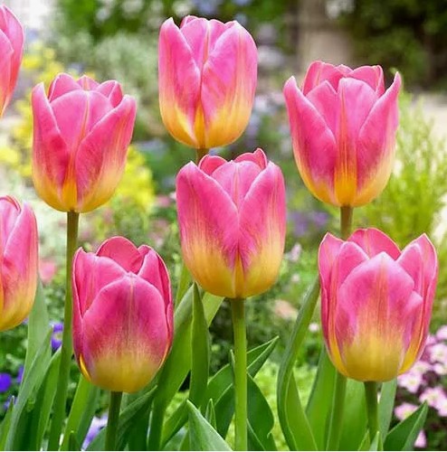 Тюльпан Том Поус (Tom Pouce)