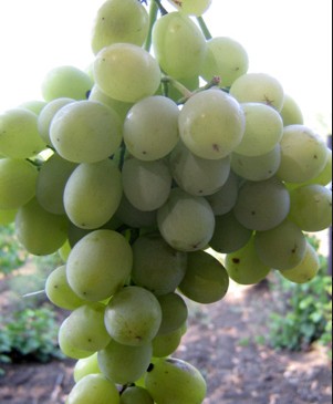 Виноград Агадаи