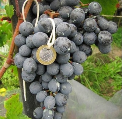 Виноград Агат Донской