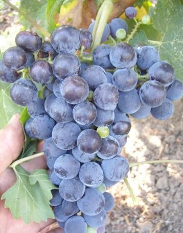 Виноград Алеатико