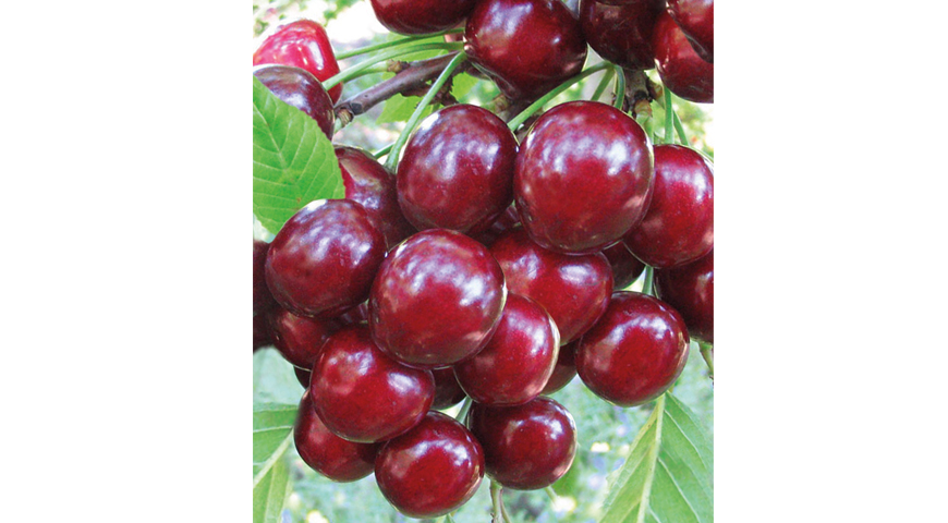 Вишня Игрицкая