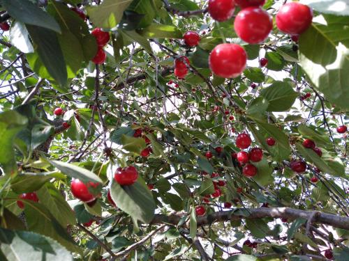 Вишня Троицкая