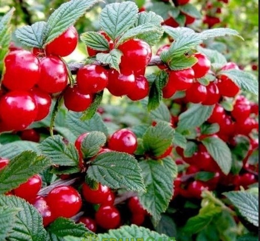 Вишня войлочная Восточная