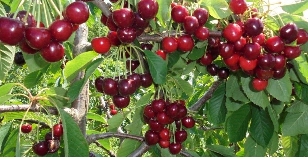 Вишня Журавка